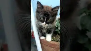 #cat #Reppo n Rosy😻😻😻😻#pets #shortvideo #subscribe