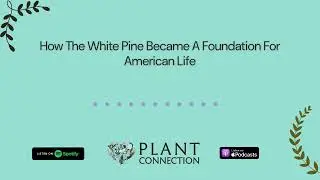 How The White Pine Became A Foundation For American Life | Plant Connection: A Plant Podcast to...