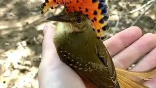 Looks like a Royal Bird(Royal Flycatcher)