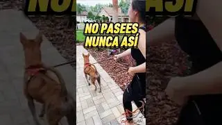 Para un buen paseo con tu perro sin tirones, fortalece v&iacute;nculo, comunicaci&oacute;n y adiestramiento canino