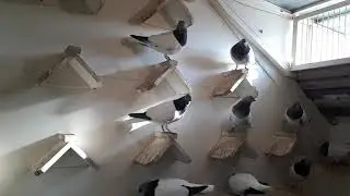 Budapesti Magasröptű Keringő (Budapest High Flying exhibition pigeons) 2017 2
