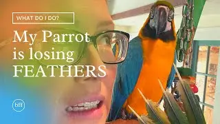 MY PARROT IS MISSING FEATHERS | LEARNING ABOUT PARROT FEATHER HEALTH