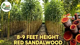 8&ndash;9 Feet Red Chandalwood Plant | Lal Chandan Farming | All India Delivery 🇮🇳 || @JarifGreenNursery