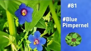 #BluePimpernel #Lysimachia #Anagallisfoemina #Medicinal #Poorman'sWeatherglass  #CommonWeed #Shorts