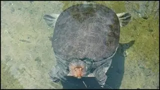 Florida Soft Shell Turtle (Apalone ferox)