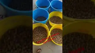 Making money on the farm with pecans.