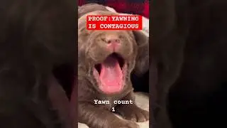 PROOF! Yawning Is Contagious