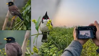 Sony A6100 Autofocus Beast 🔥 Wildlife Bird Photography with Super Zoom Lens! 