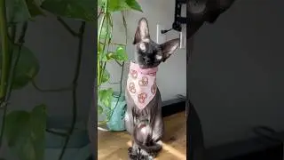 Pretzel girlie 🥨 #catshorts #catvideos #catlovers #sphynx #sphynxcats #catcontent #cutcatvideo