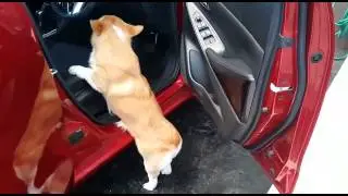 ZEUS FUNNY VIDEO- I CAN DO IT