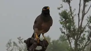 Common Myna Bird Sounds | Mynah Sounds|