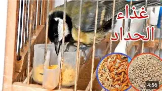 تربية طائر القرقف الحداد mésange  داخل القفص وطريقة تفريق بين دكر والانتى والنضام الغدائي 