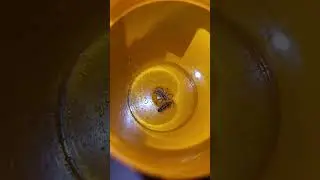 grass spider tackling larder beetle larva