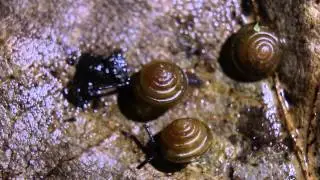 Brown Hive Snail, Euconulus fulvus