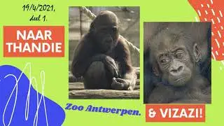 Gorilla zusjes Thandie & Vizazi, Zoo Antwerpen. (Gorilla sisters Thandie & Vizazi, Antwerp Zoo.)