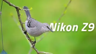 Backyard Bird Photography Nikon Z9