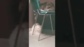 две пушистых зефирок