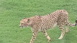 Dubai Safari Cheetah walk 