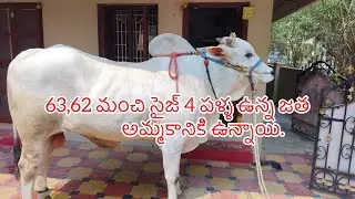 Heavy Size Bulls For Sale | 62, 63 inches 4 teeth bulls | For sale | 9177643025  | trending |
