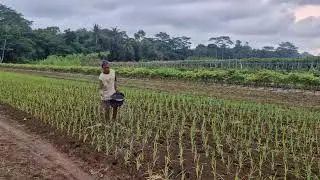 TRADITIONAL FERTILIZING TECHNIQUE! HOW FARMERS SPREAD FERTILIZER ON RICE PLANTS -Agriculture Farming