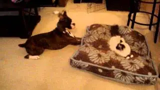 Cutest Boxer Dog vs. Ragdoll Cat