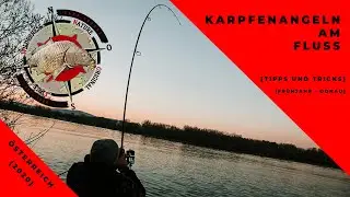 Karpfenangeln am Fluss im Frühjahr in Österreich mit Tipps und Tricks an der Donau -Episode #1(2020)