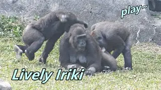 Gorilla Iriki can be lively to play with kids. 😍/ Iriki也可以很有活力的跟小孩們玩❤️