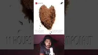 ANT VS CHOCLATE CAKE #timelapse #shorts