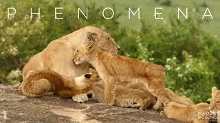 PHENOMENA: Social Animal Behaviors