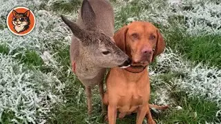 Dog Finds Abandoned Baby Deer And Gained a Best Friend for Life