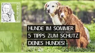 HUNDE IM SOMMER ➡️ 5 Tipps die du bei Hunde und Hitze beachten solltest! ➡️ Erkl&auml;rvideo 🐶✔️