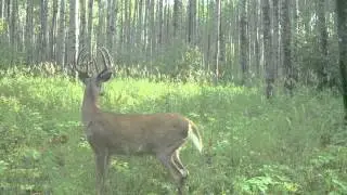 Statoil Canada Understanding Caribou Initiatives - 2014 Emerald Awards Recipient