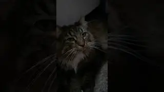 Спрашиваю своего кота о его снах