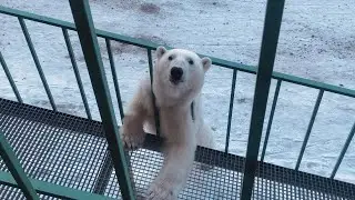 Wild Polar Bear Attacks Food Box - Svalbard - 27 April 2025