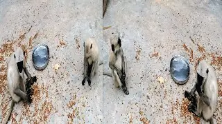 Monkey Funny Videos | Monkey Eating Funny Videos