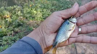 🎣 pescaria de lambari, teve lambari gigante.. era só jogar pra eles atacarem a isca