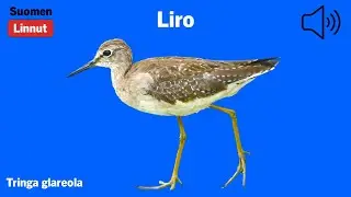 Liro - Tringa glareola - Wood Sandpiper - gr&ouml;nbena - TRIGLA