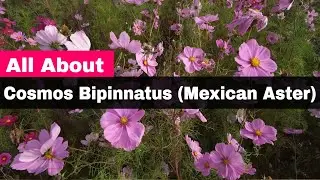 Cosmos Bipinnatus (Mexican Asters): A North American Native Perennial for Your Flower Garden