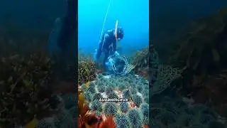 If you see this in the sea, you better swim away from there.