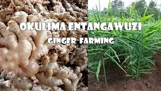 Okulima Entangawuuzi/ Ginger farming part 1