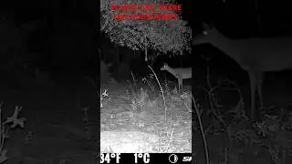 Deer scent rope in action! These things work! Info in description. #nature #wildlife #hunting #deer