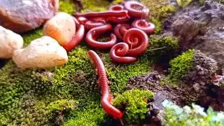 The Amazing Adaptation of Millipede Colonies: More Than Just Legs #Educational #NatureAdaptation