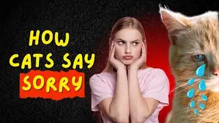 If Your Cat Does THIS After a Fight, They&rsquo;re Saying Sorry&hellip; 🐾 (You Missed It!)