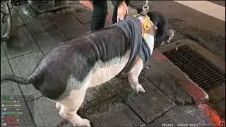 麝香豬被企鵝妹摸到屁滾尿流 Musk pig was touched by Jinny and pissed