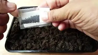 Fake Venus Fly trap Seed from China Shopee seller