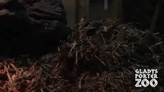 King Cobra Building Her Nest