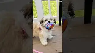 2024 ends for Chloe #puppy #shichon #cutedog #pets