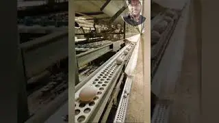 Duck cage automatic egg collection Farm #bird #duckfarming #poultryfarming