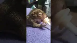 Feeding baby squirrel. I am a licensed wildlife rehabber.￼