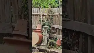 CUTE FOX JUMPING OVER FENCE 🦊🐺🦊 WITH A DRUM STICK IN THE MOUTH 🤣🤣🤣